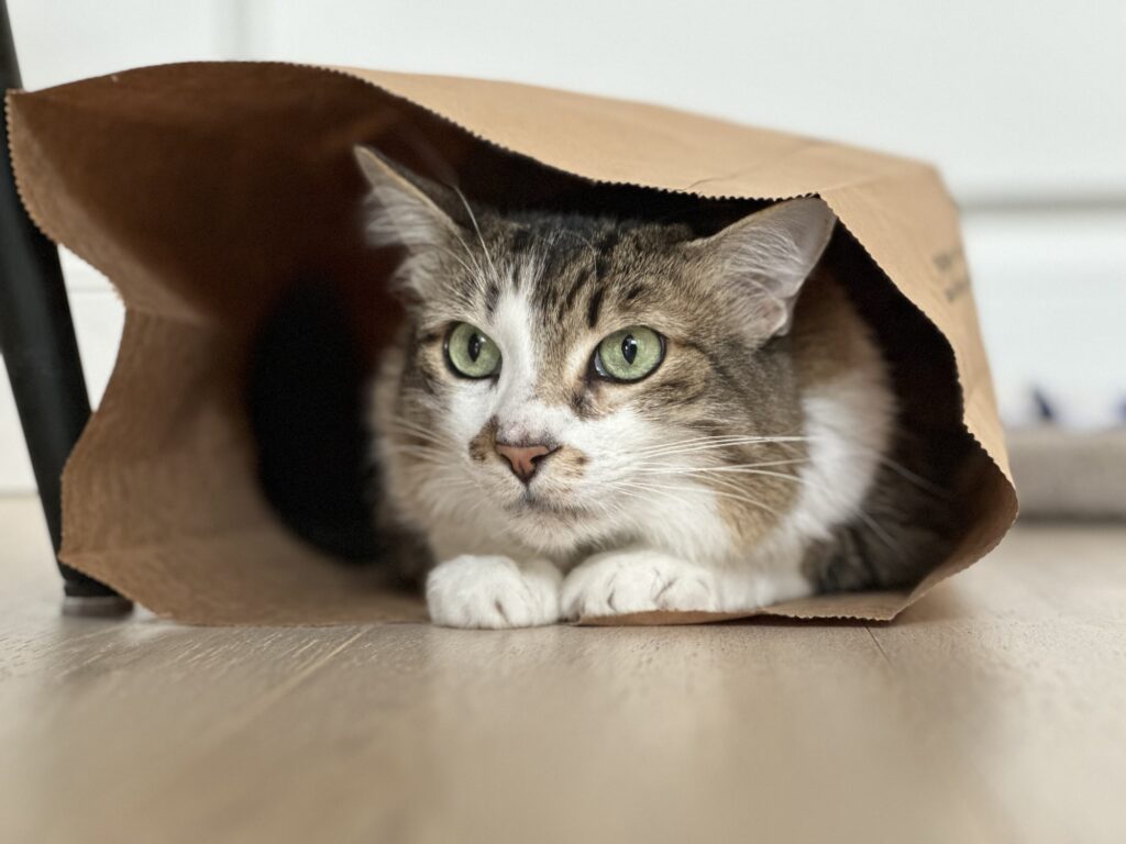 Thomas inside a grocery paper bag Pet as family