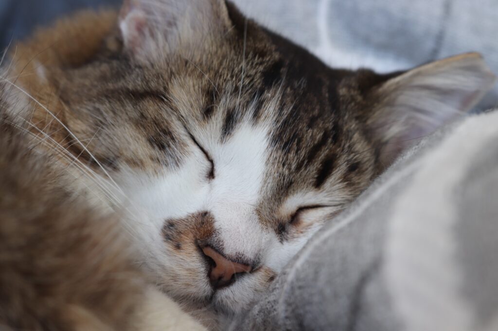 Thomas sleeping Pet as family