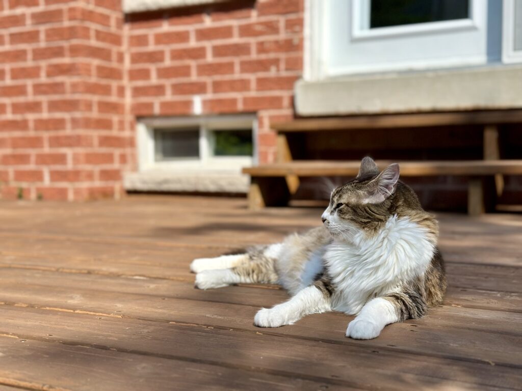 Thomas sunbathing in the backyard Pet as family
