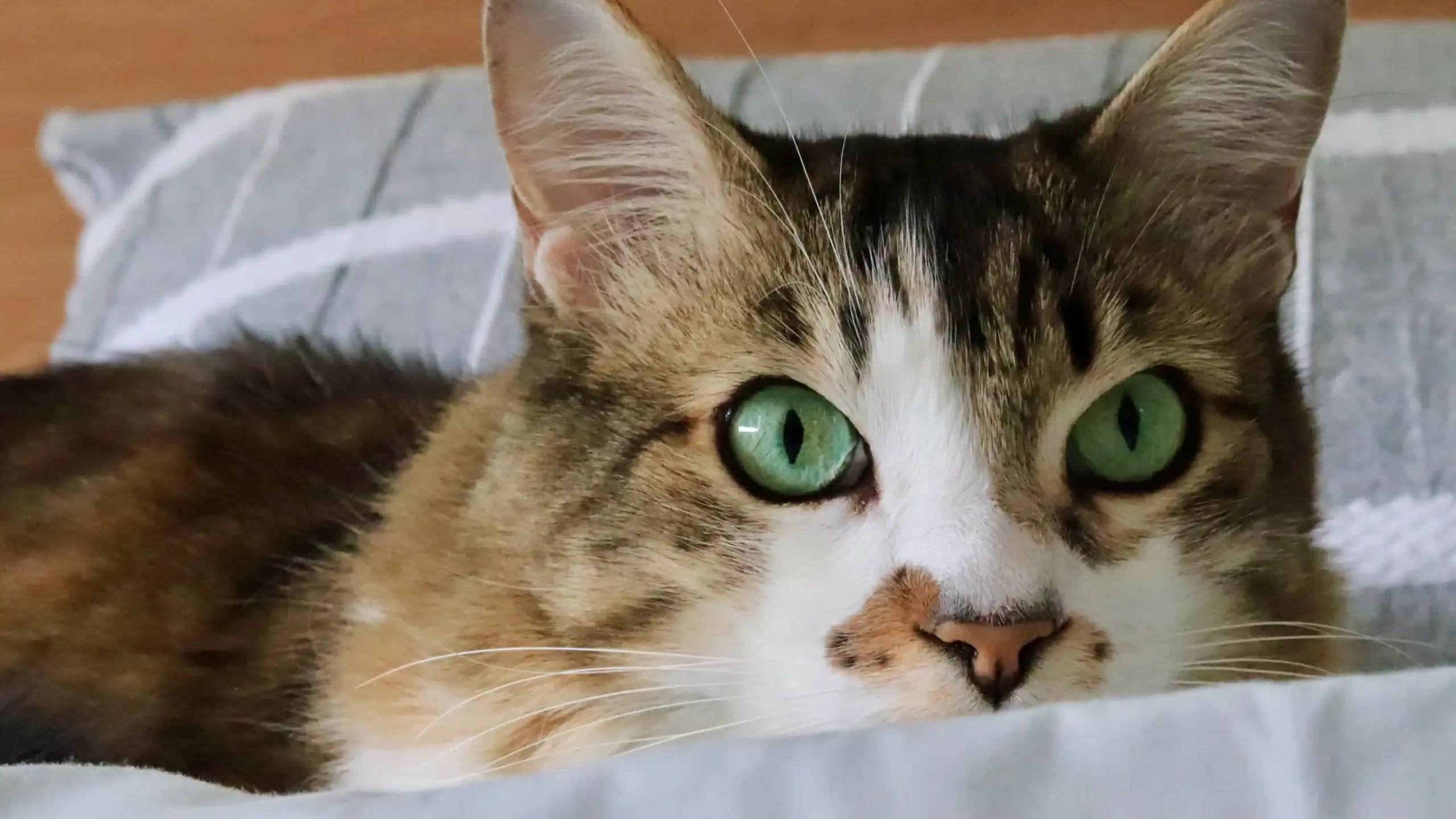 Thomas posing as a cat model